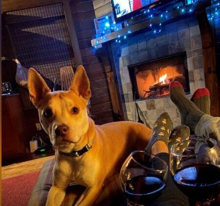 Pet Friendly Rentals callout